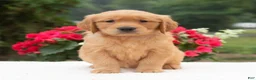 Golden Retriever dogs for sale: Kiana  - Ad 3