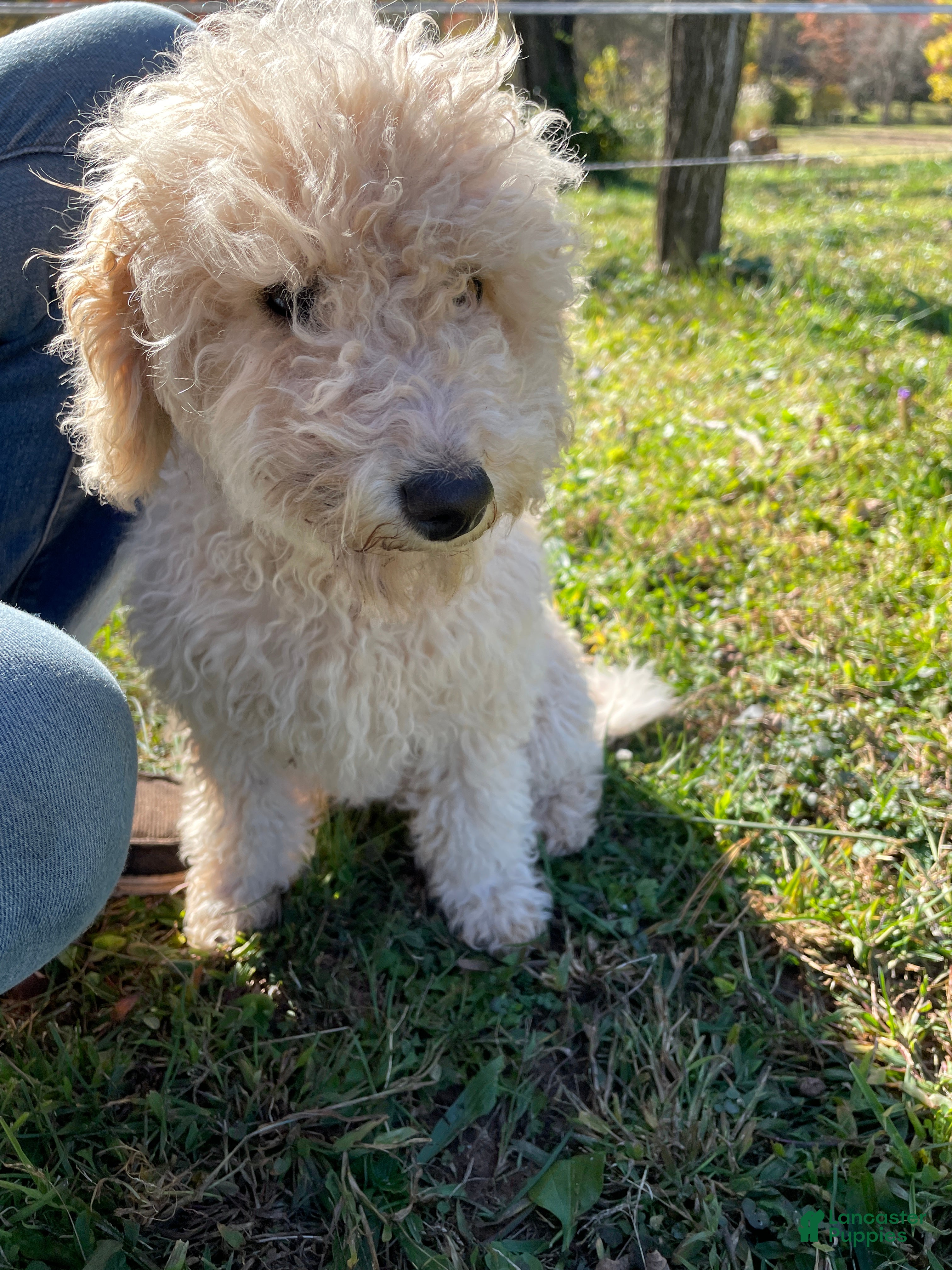 Mini Aussiedoodle dogs for sale: Cream - Ad 1