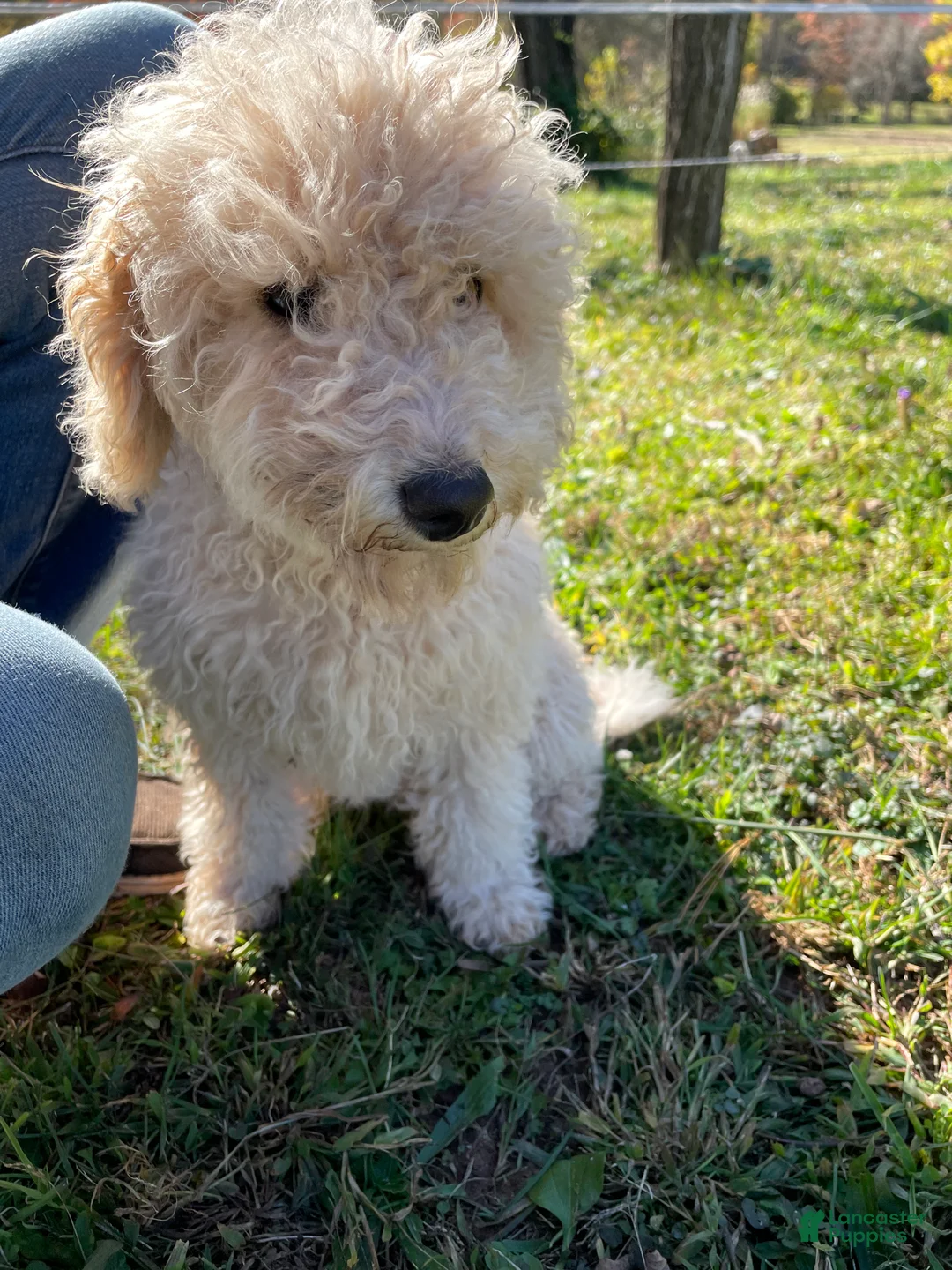 Mini Aussiedoodle dogs for sale: Cream - Ad 1