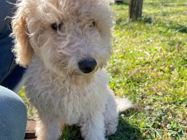 Mini Aussiedoodle dogs for sale: Cream - Ad 1