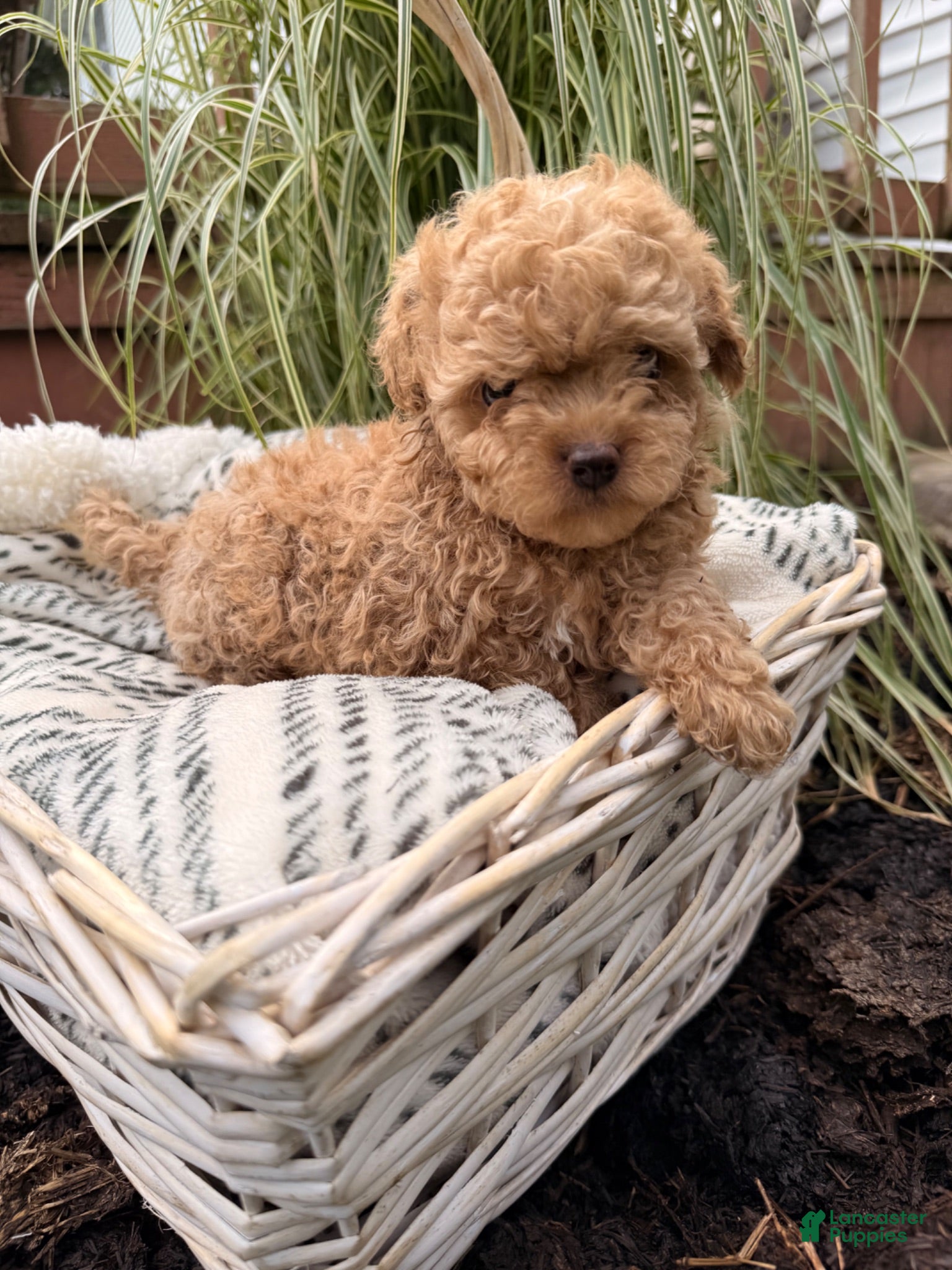 Maltipoo dogs Tanner - Ad 8