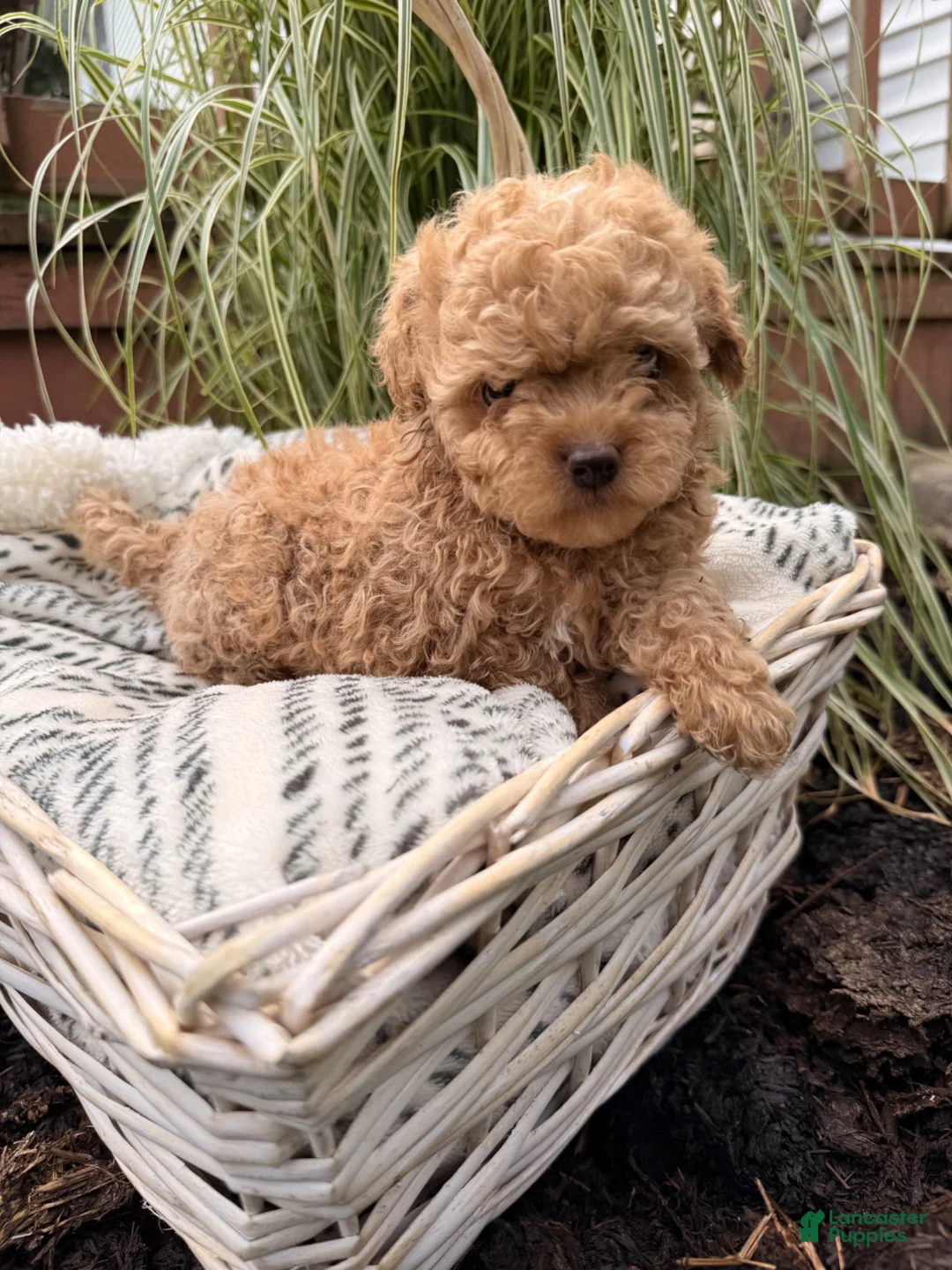 Maltipoo dogs for sale: Tanner - Ad 1