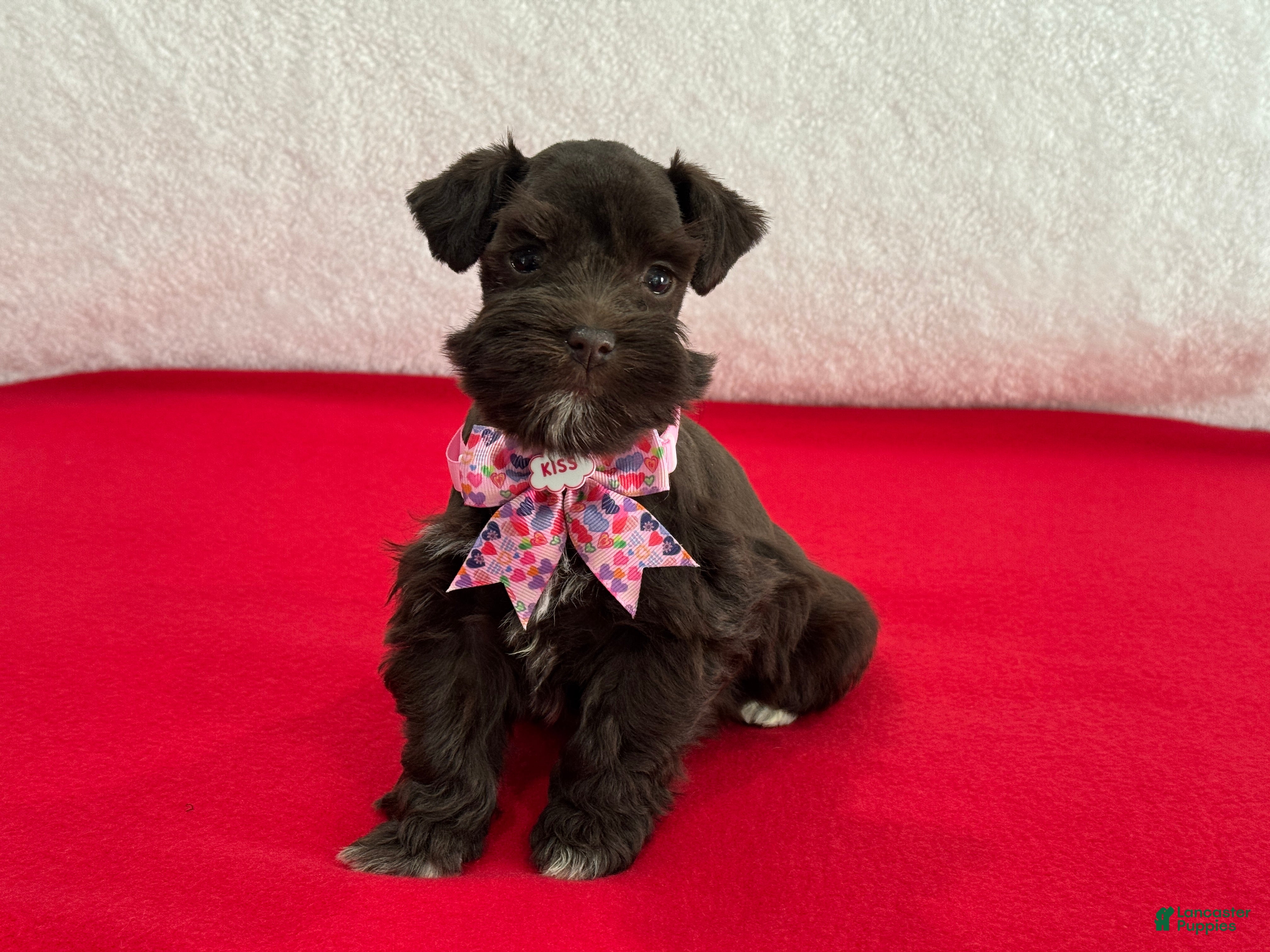 Miniature Schnauzer dogs Fancy Female 1 AKC Liver Color Mega Coat - Ad 9