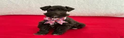 Miniature Schnauzer dogs for sale: Fancy Female 1 AKC Liver Color Mega Coat - Ad 1
