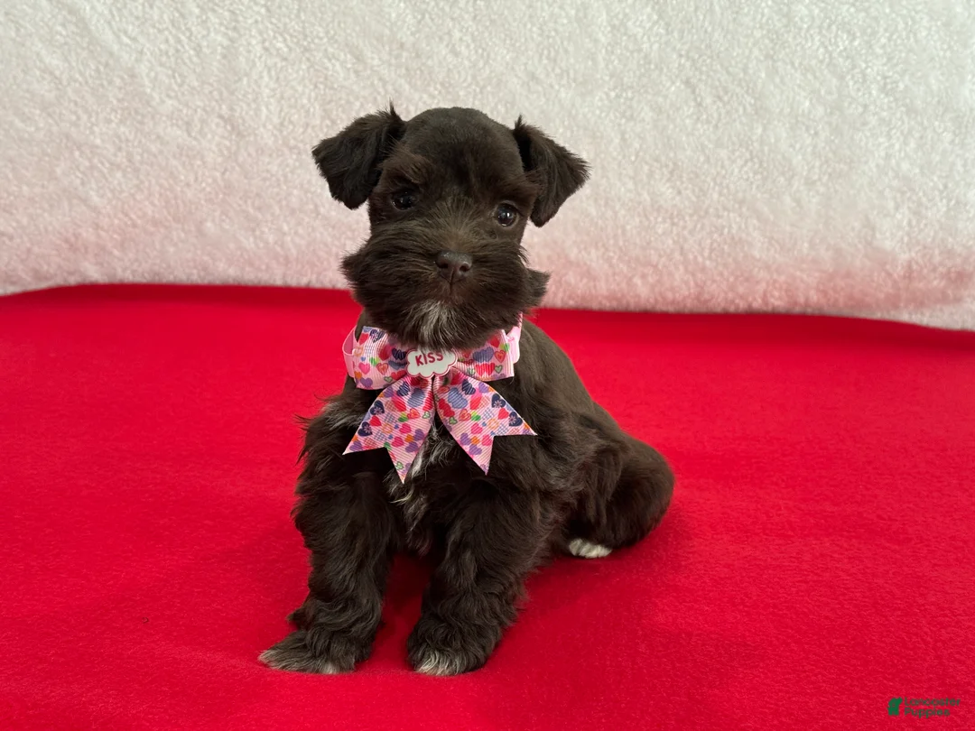 Miniature Schnauzer dogs for sale: Fancy Female 1 AKC Liver Color Mega Coat - Ad 1