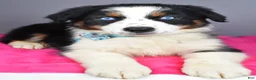Australian Shepherd dogs for sale: Espresso - Ad 5