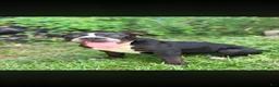American Bully dogs for sale: American Bully 2 - Ad 2