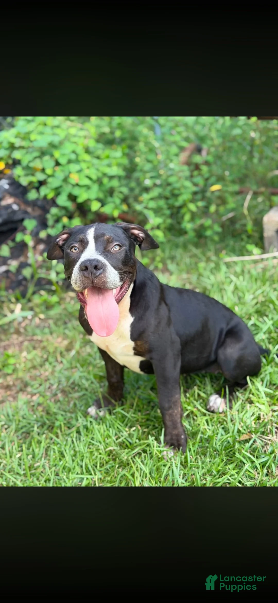 American Bully dogs for sale: American Bully 2 - Ad 2