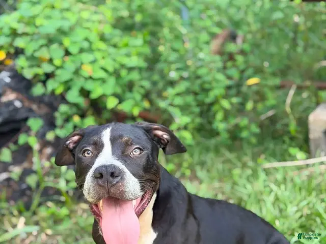 American Bully dogs for sale: American Bully 2 - Ad 2