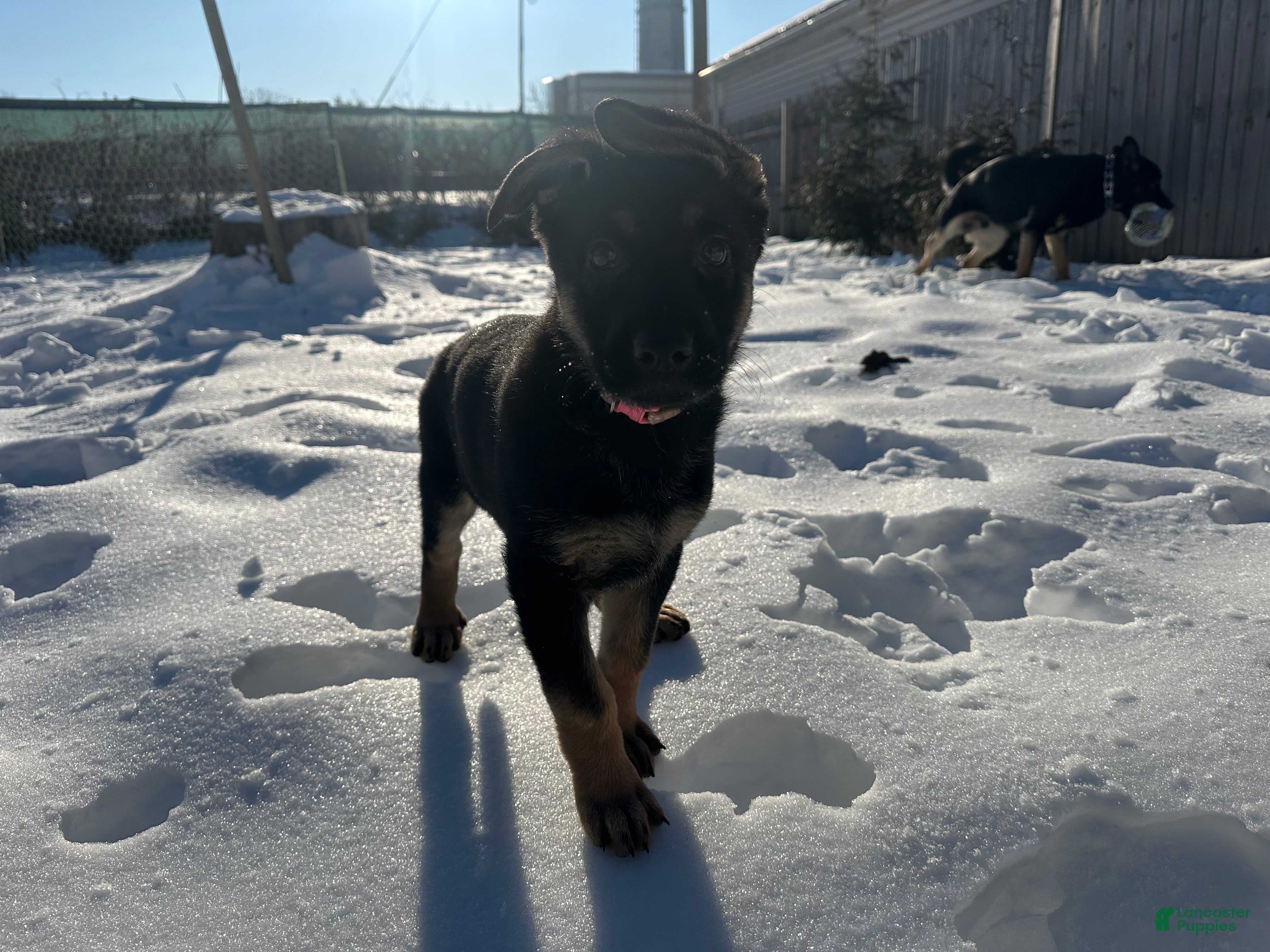 German Shepherd dogs Gabby - Ad 41