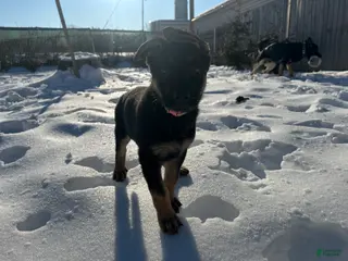 German Shepherd dogs Gabby - Ad 41