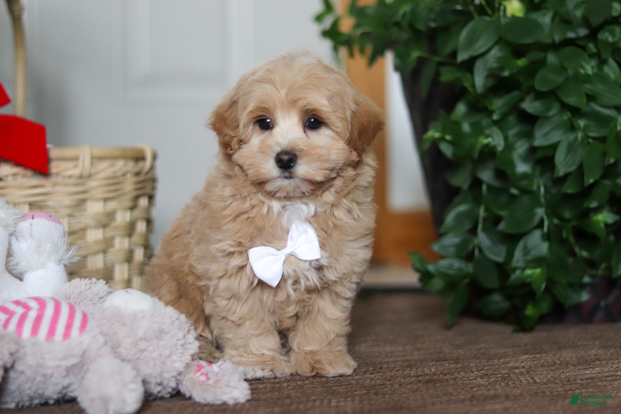 Maltipoo dogs Kenny - Ad 18