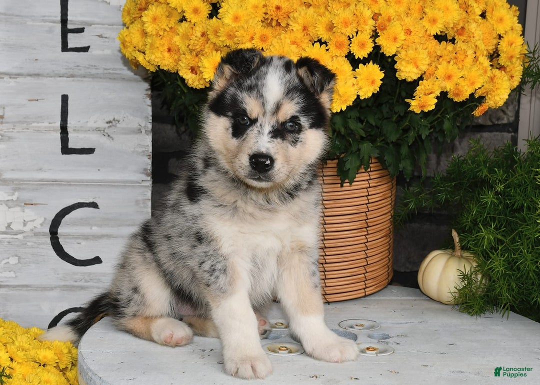 Gallery Image {{count}}