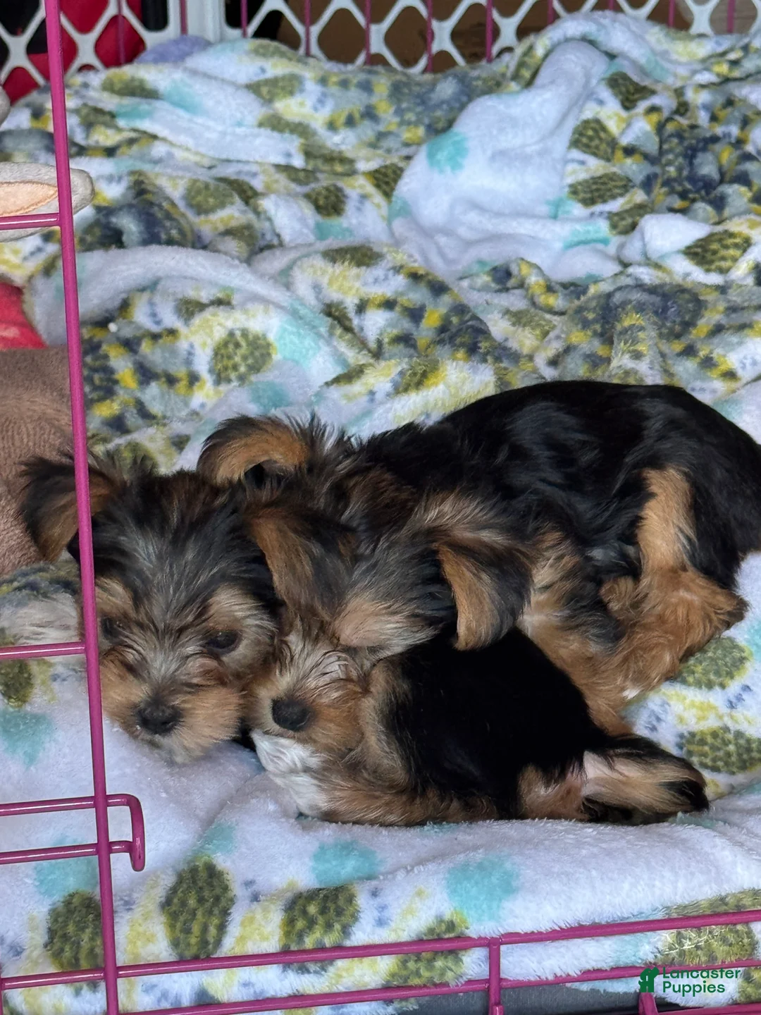 Yorkshire Terrier dogs for sale: Yorkshire Blue - Ad 2