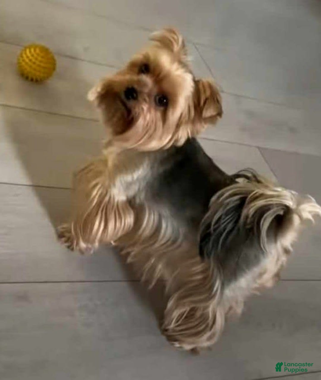 Gallery Image {{count}}