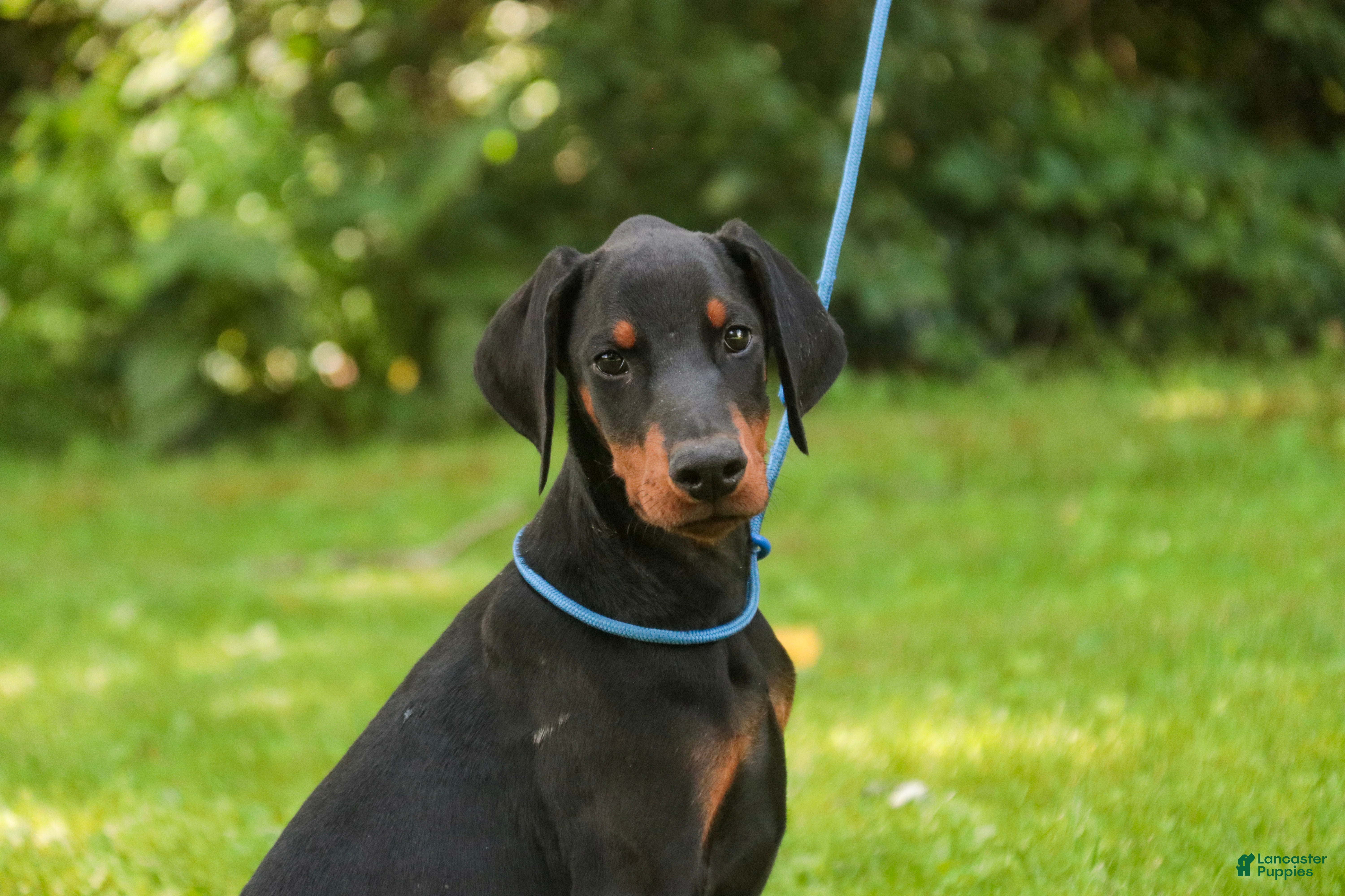 Doberman Pinscher dogs Malcolm - Ad 2