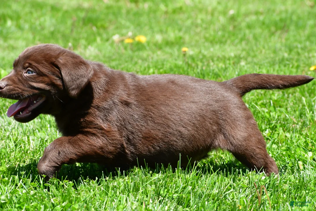 Labrador Retriever dogs for sale: Chase - Ad 9