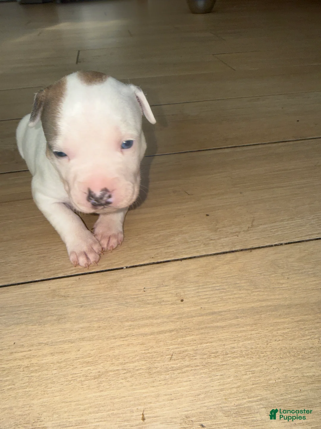 Mixed Breed dogs for sale: Mixed Breed 1 - Ad 2