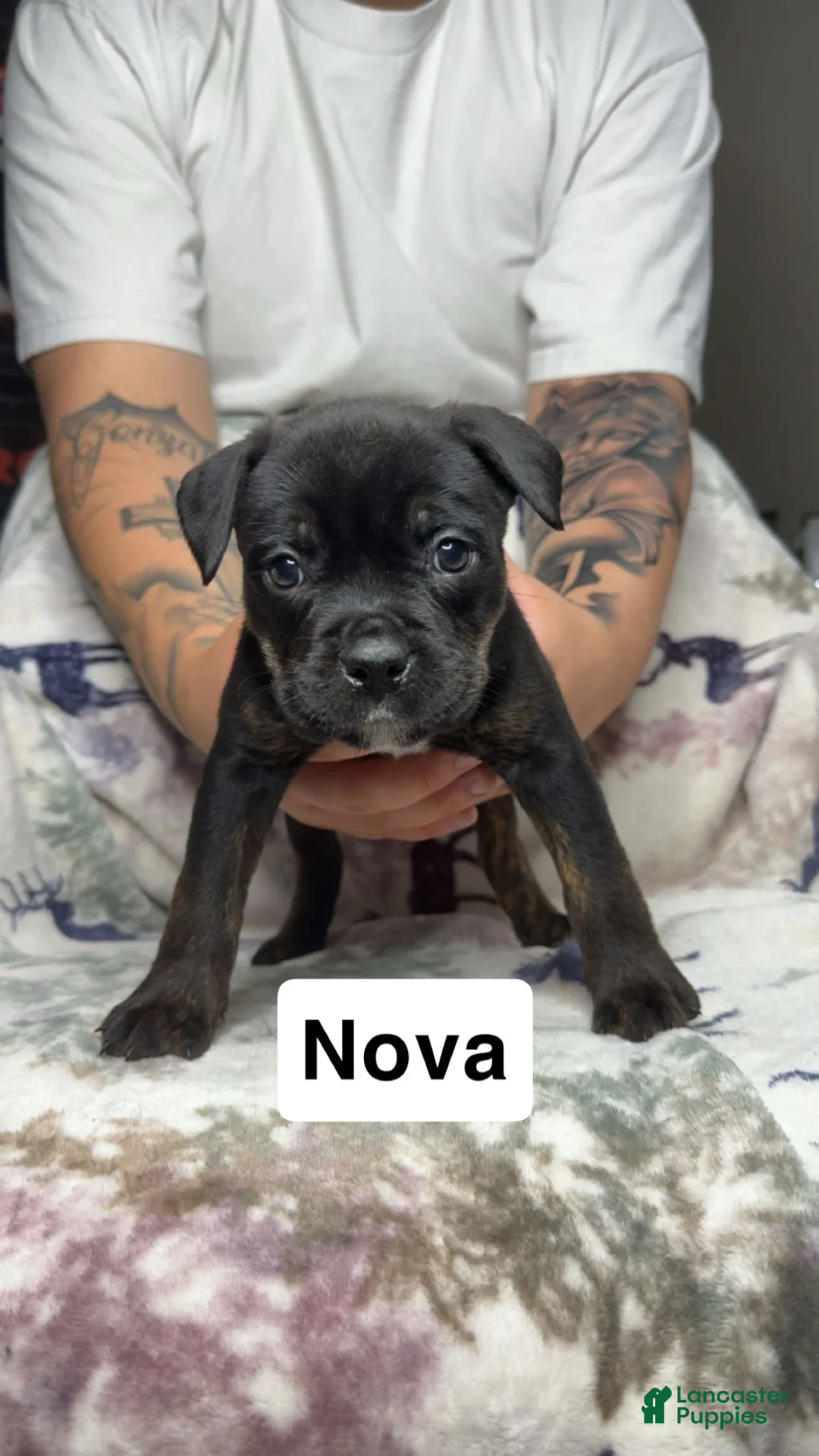 Mixed Breed dogs for sale: Nova  - Ad 1