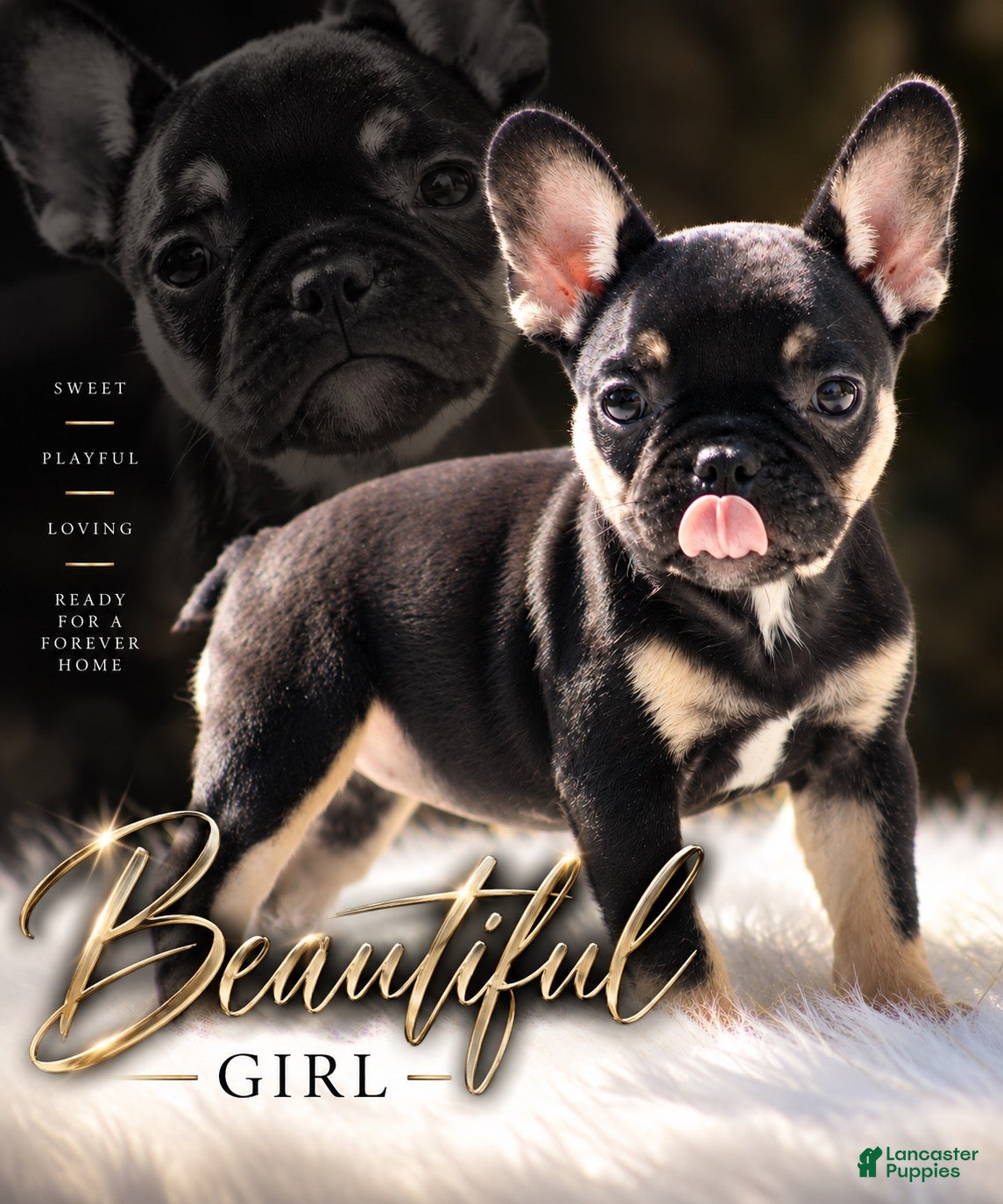 French Bulldog dogs Sandra - Ad 1