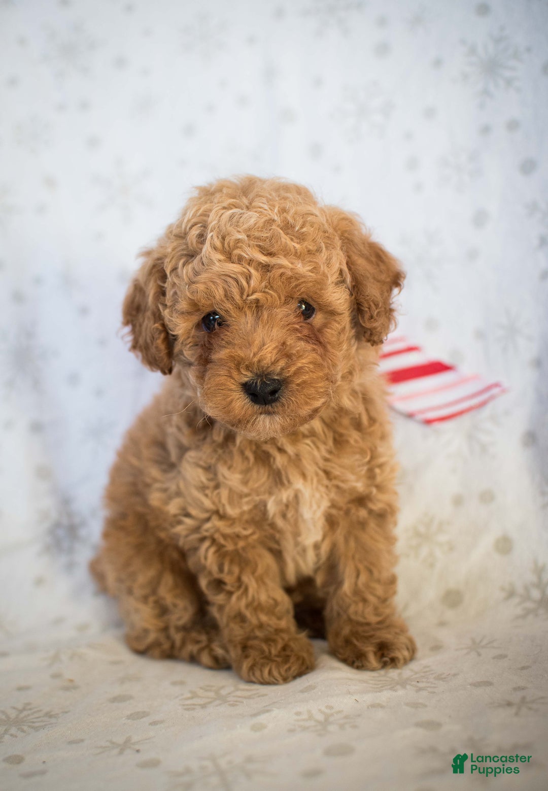 Miniature Poodle dogs for sale: Marley - Ad 2