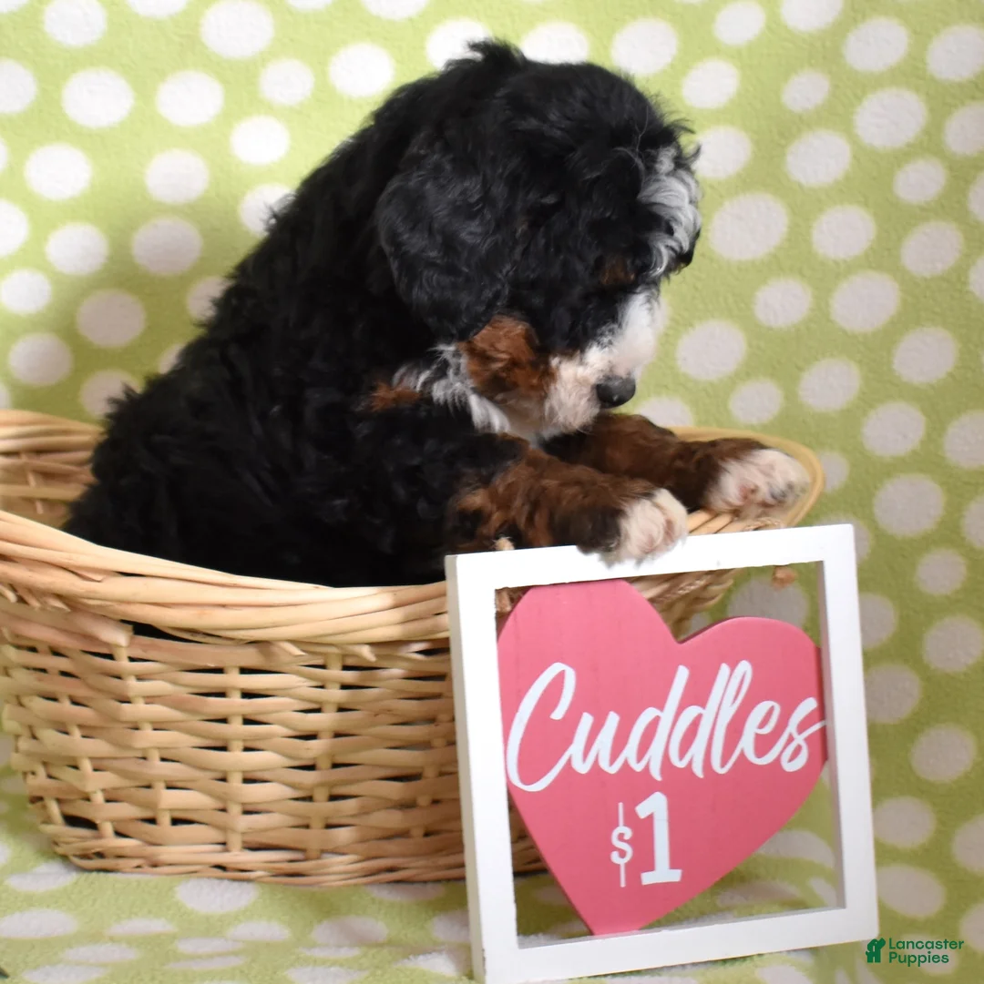 Bernedoodle dogs for sale: Granola  - Ad 5