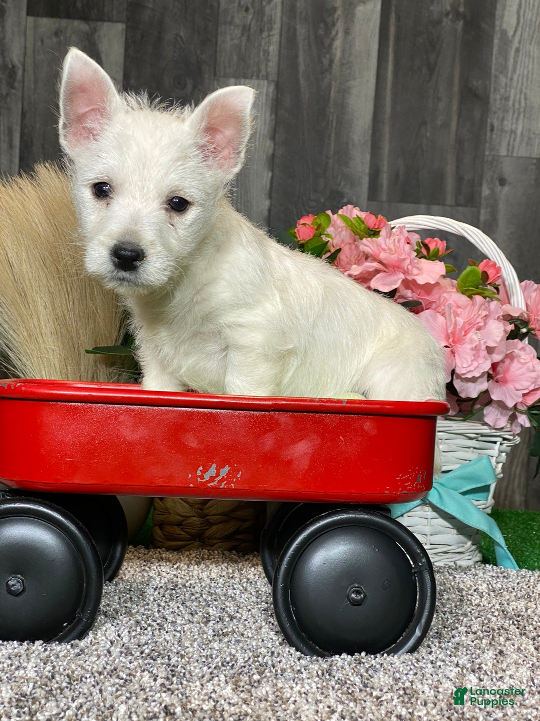 West Highland Terrier dogs for sale: Westin - Ad 4