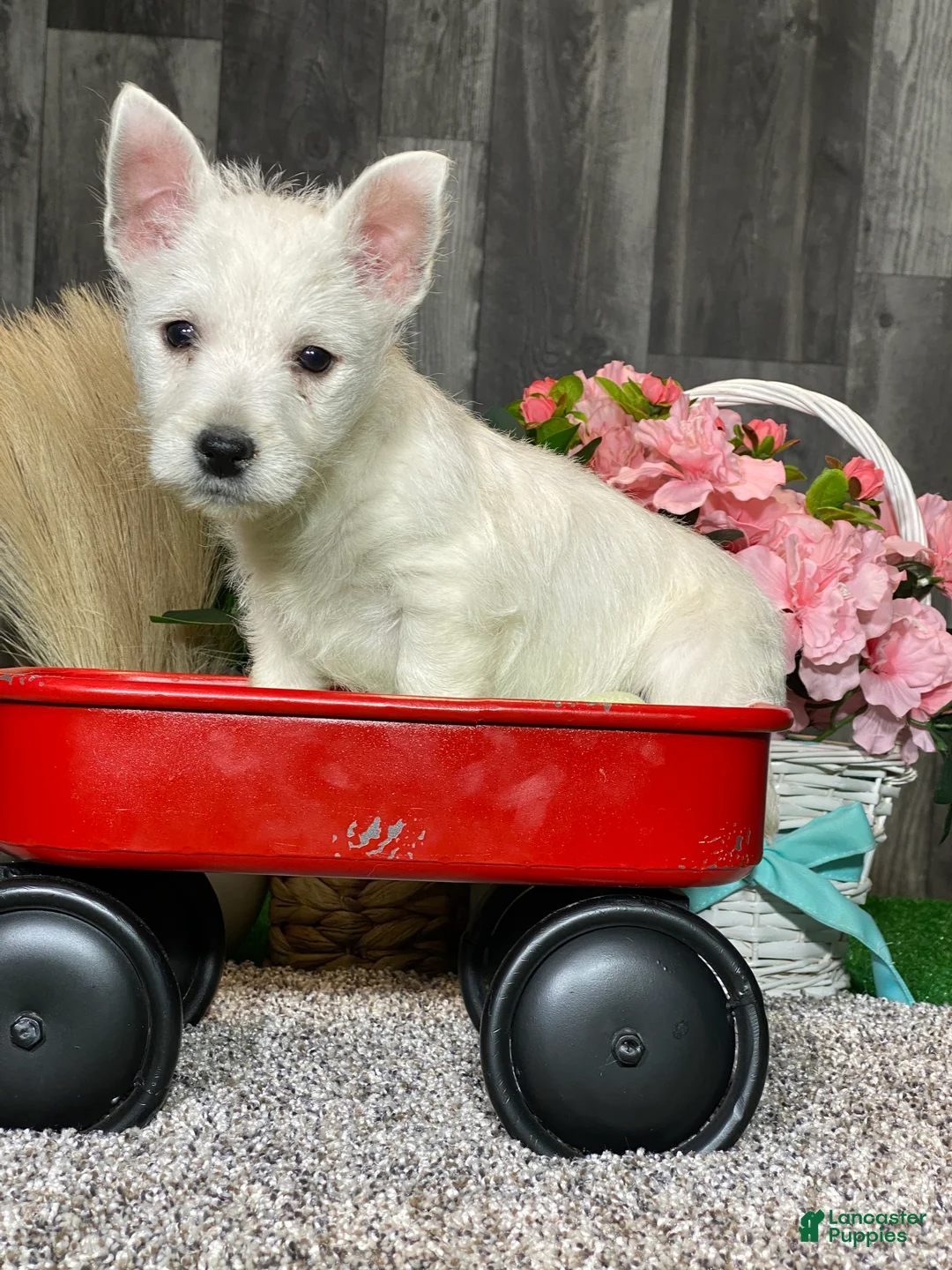 West Highland Terrier dogs for sale: Westin - Ad 4