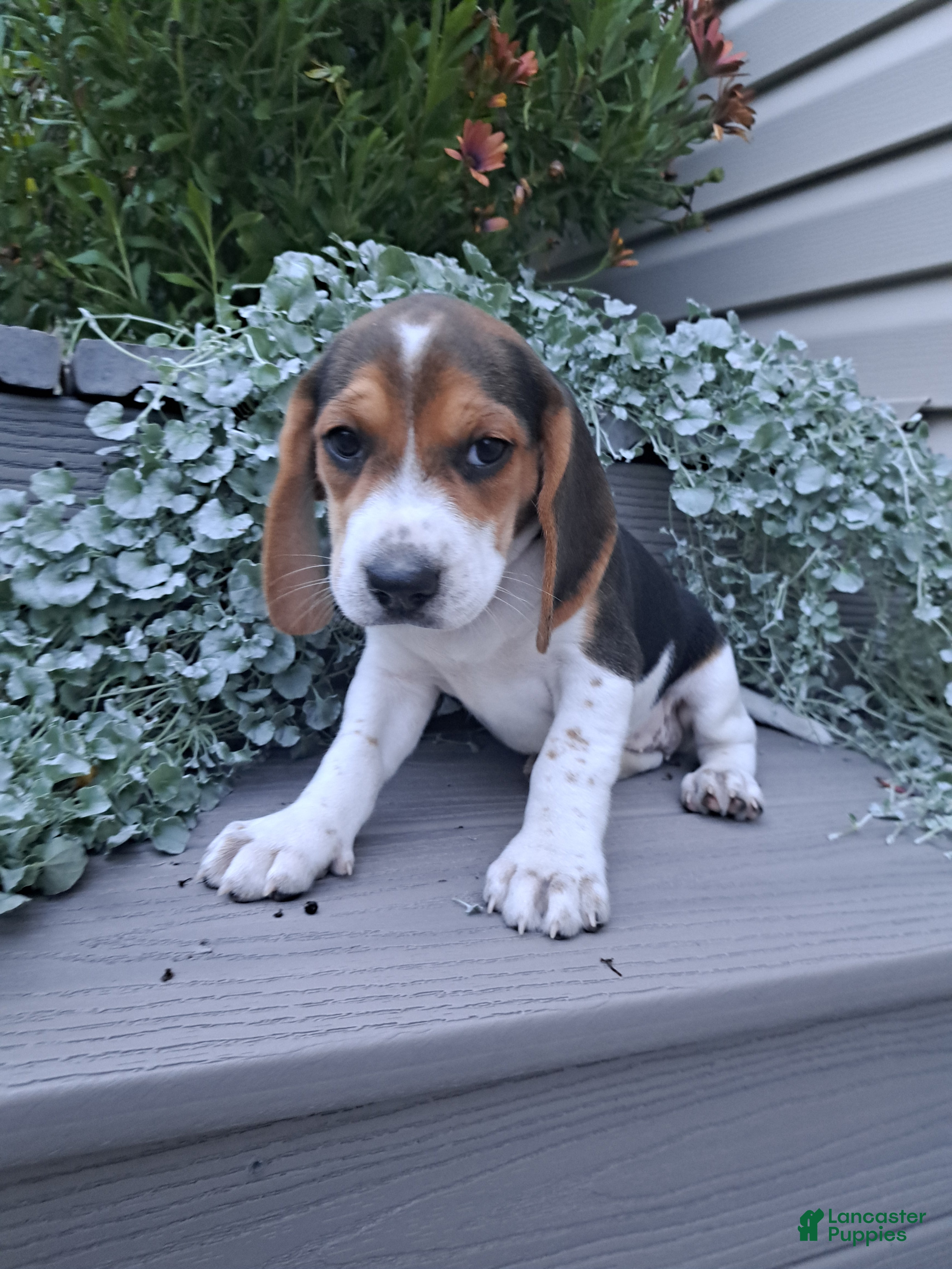 Beagle dogs BONNIE - Ad 2