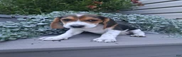 Beagle dogs for sale: BONNIE - Ad 2