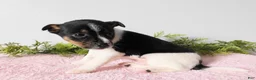 Jack Russell Terrier dogs for sale: Tootsie  - Ad 6