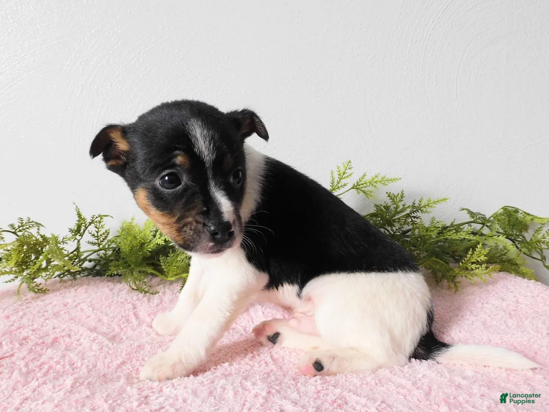 Jack Russell Terrier dogs for sale: Tootsie  - Ad 6