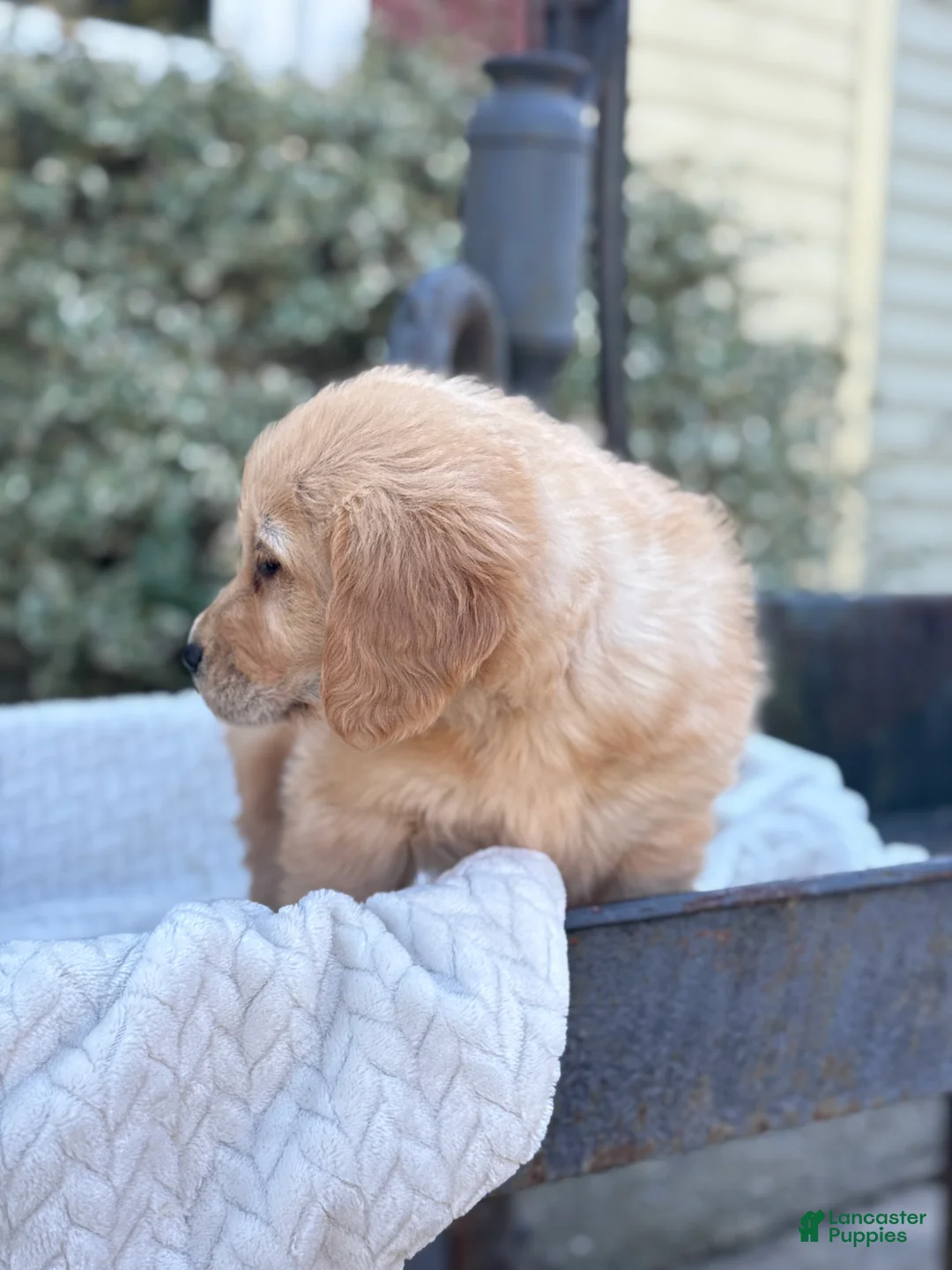 Golden Retriever dogs for sale: Micky - Ad 2