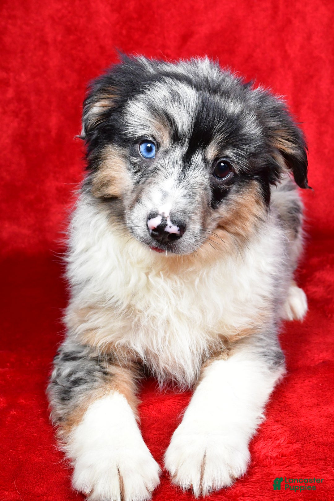 Miniature Australian Shepherd dogs for sale: Wiggles - Ad 6