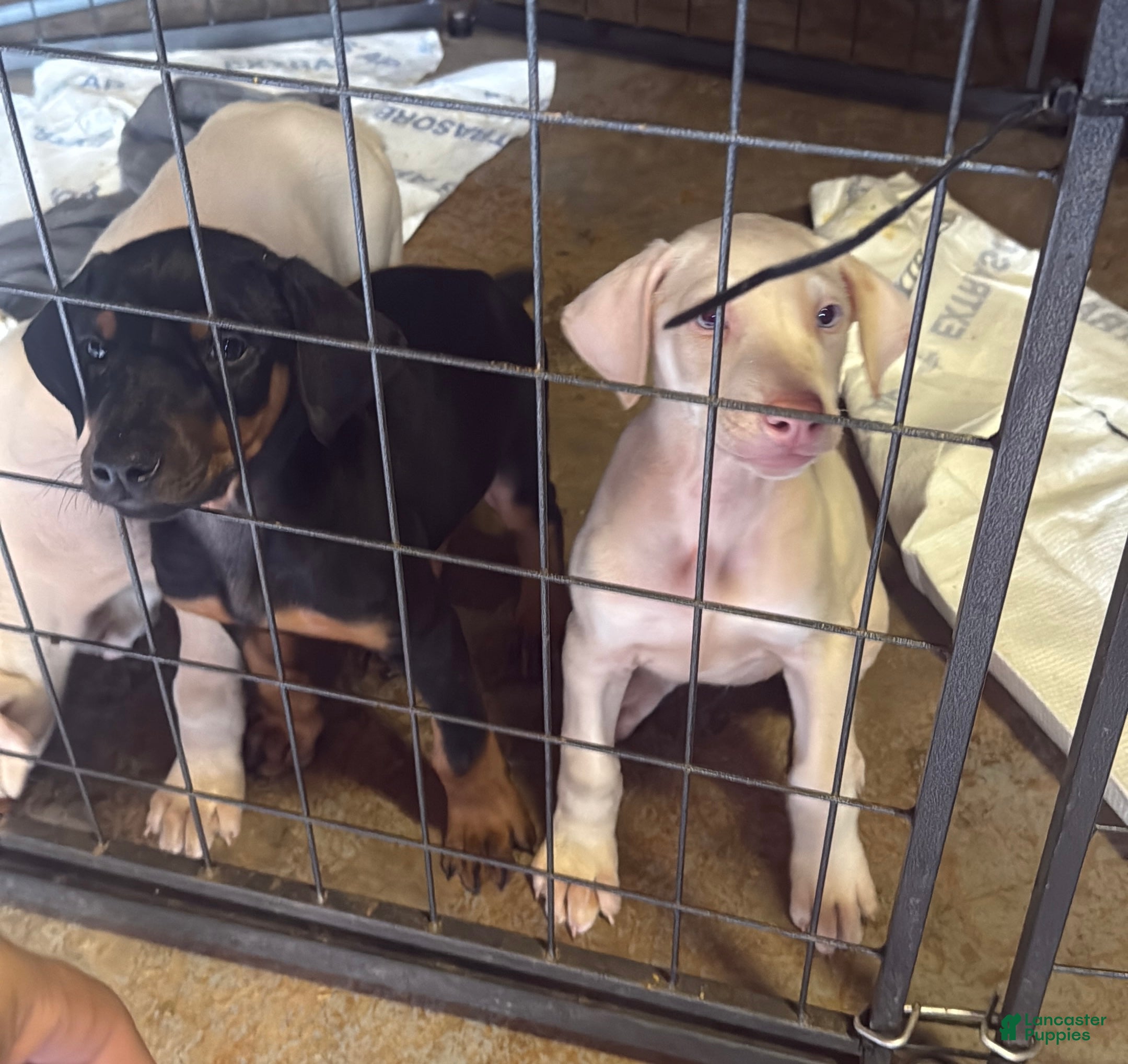 Doberman Pinscher dogs Doberman Pinscher Puppy 3 - Ad 13