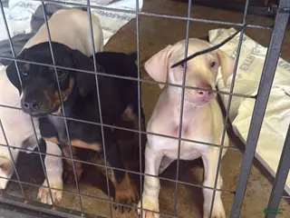 Doberman Pinscher dogs Doberman Pinscher Puppy 3 - Ad 25