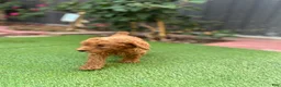 Standard Poodle dogs for sale: Bella - Ad 5
