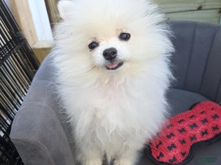 Pomeranian dogs - Ad 29