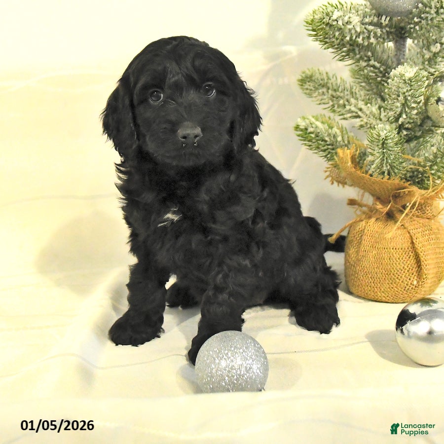 Cockapoo dogs Bella   - Ad 29