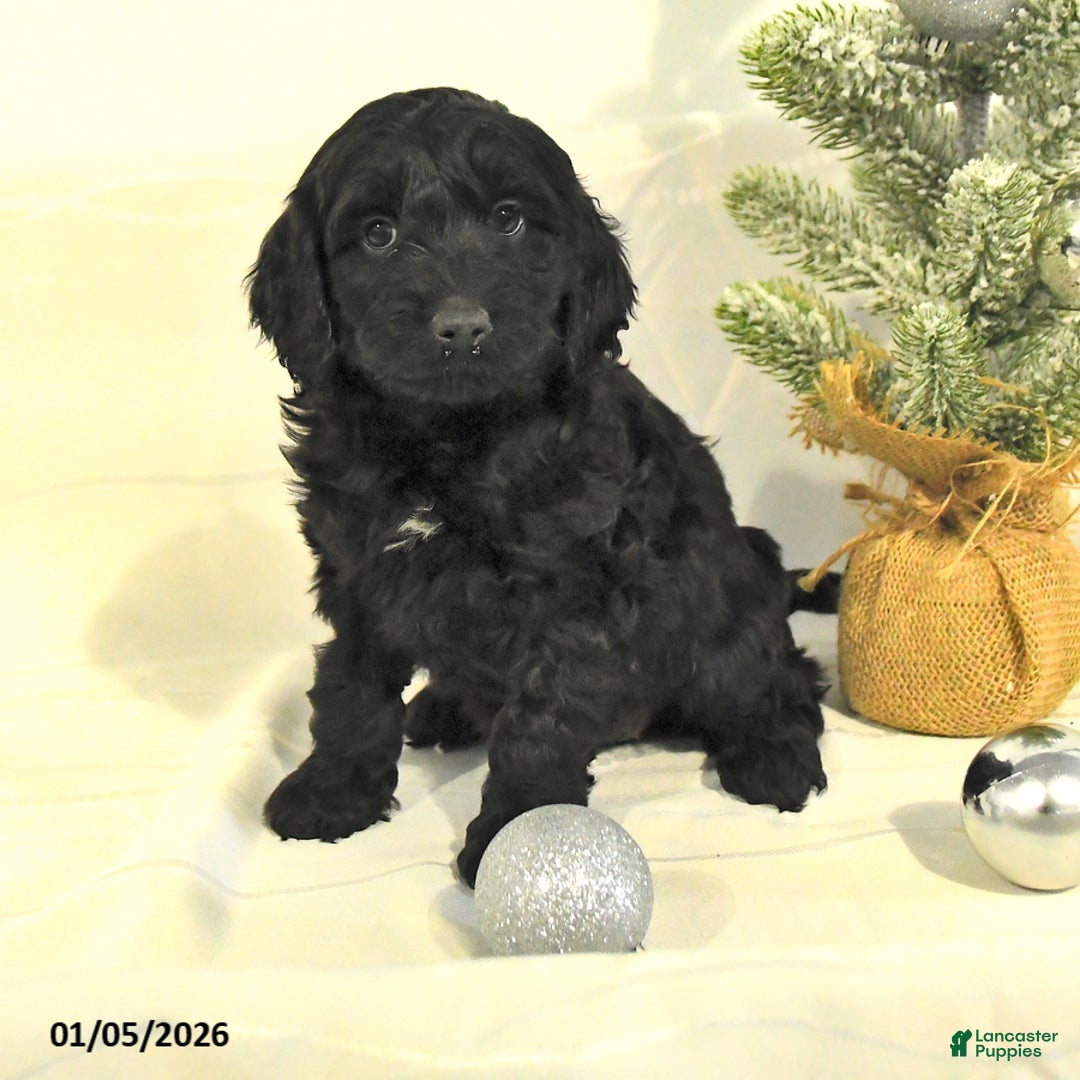 Cockapoo dogs for sale: Bella   - Ad 1