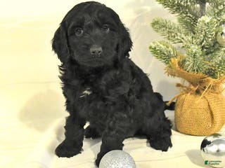 Cockapoo dogs Bella - Ad 17