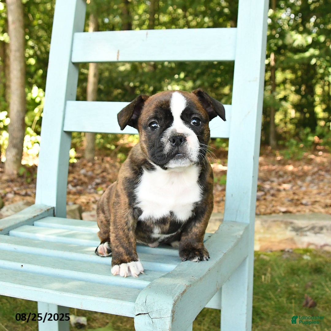 Mixed Breed dogs for sale: Rayne - Ad 4