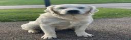 Golden Retriever dogs for sale: Marshmallow Cream - Ad 13