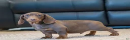 Miniature Dachshund dogs for sale: Tootsie - Ad 3