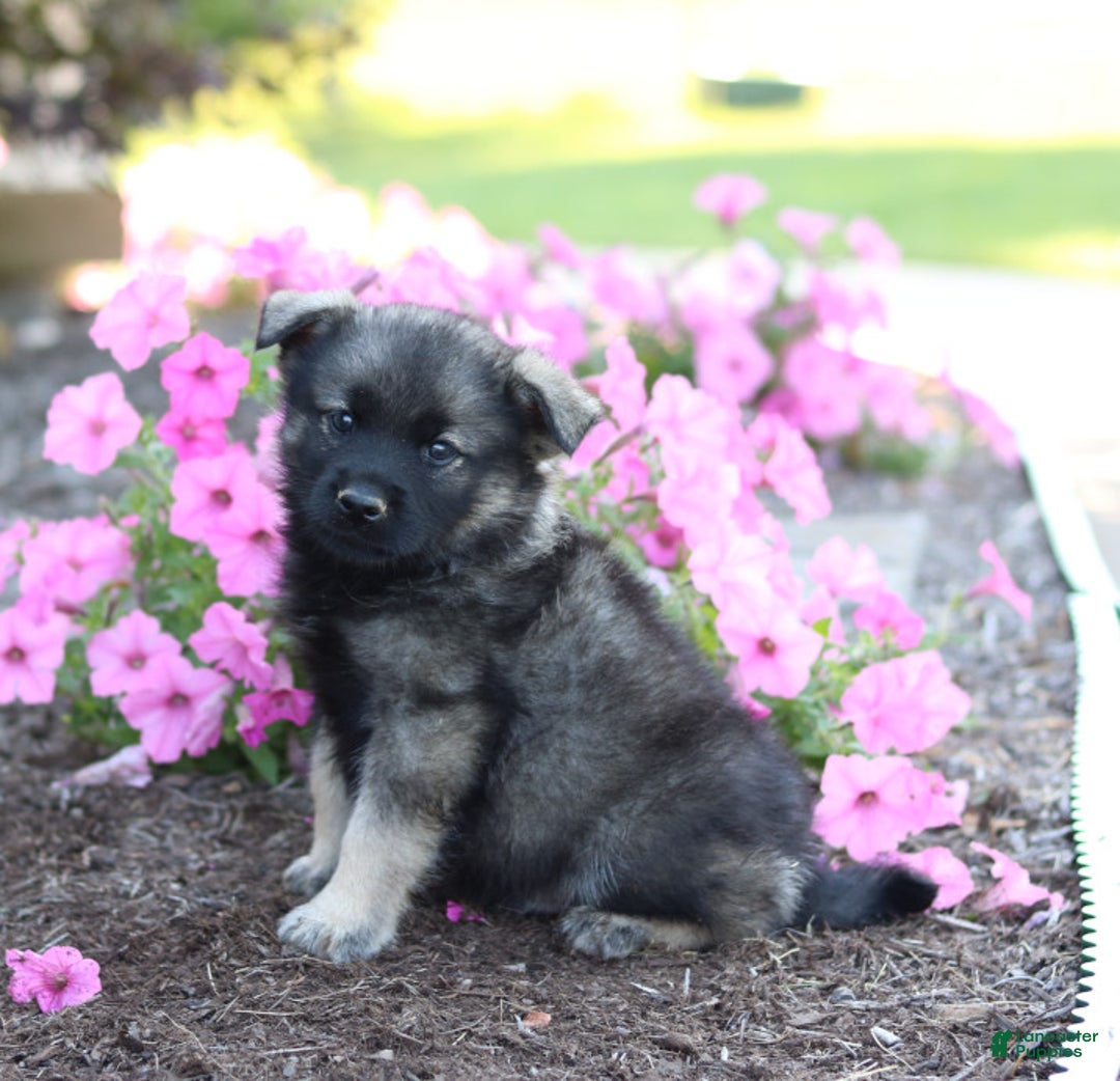 Gallery Image {{count}}