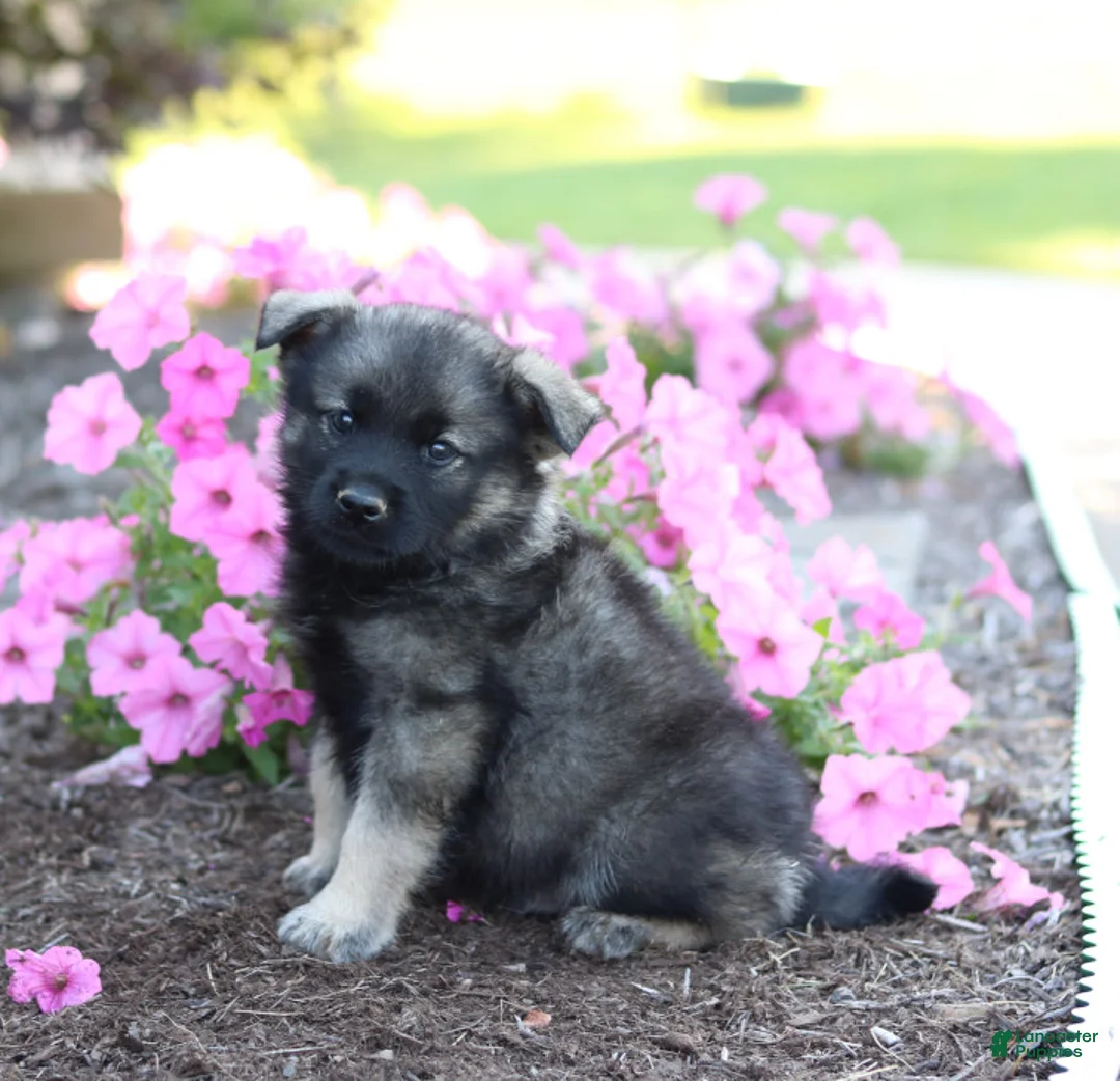 Gallery Image {{count}}