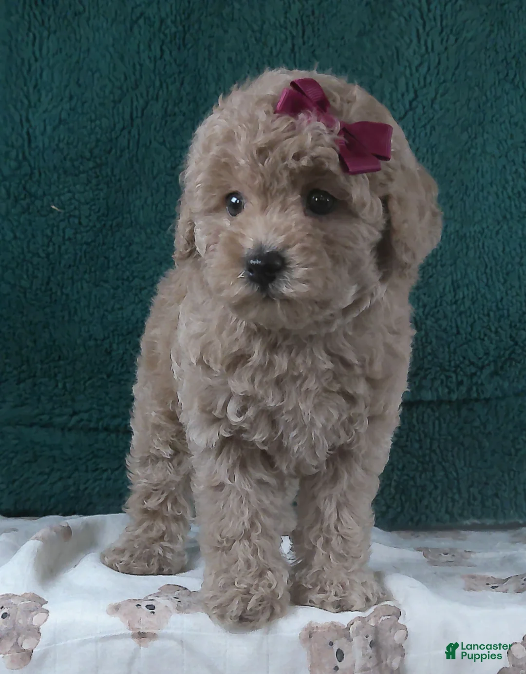 Miniature Poodle dogs for sale: Dream - Ad 1