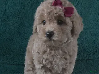 Miniature Poodle dogs for sale: Dream - Ad 3