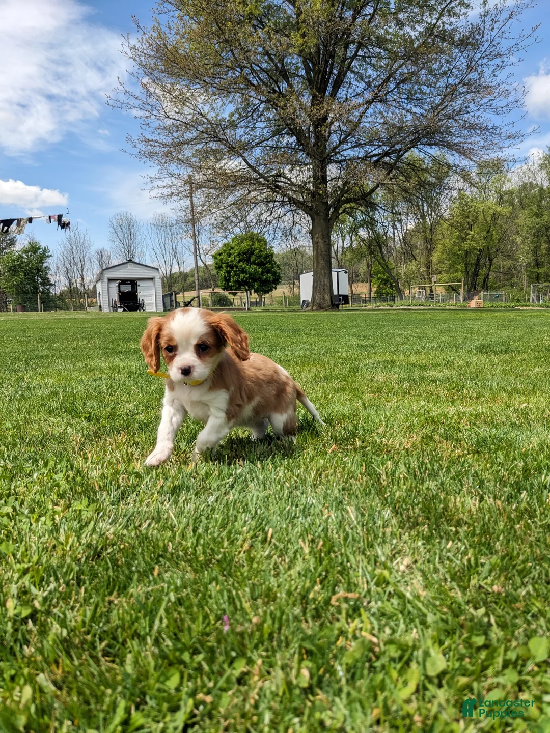 Cavalier King Charles Spaniel dogs for sale: Krissie - Ad 2