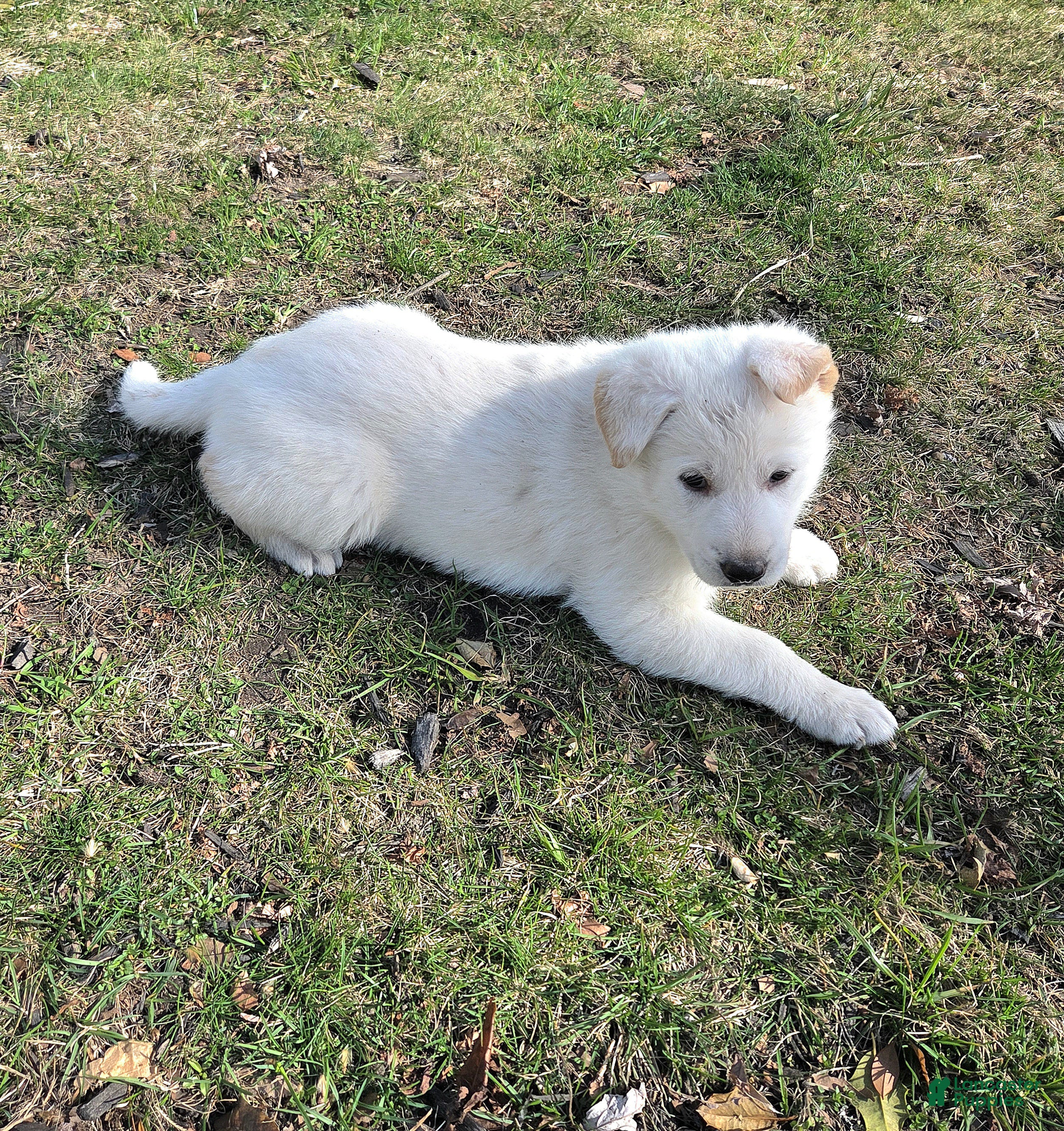 German Shepherd dogs Candy - Ad 2